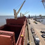 Cuatro buques cargaron en Fray Bentos más de 63.000 toneladas de madera de pino a India y Argelia