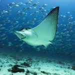 Uruguay y el Tratado de Alta Mar