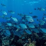 OMI instó a reforzar medidas de protección marina en el Día Mundial de los Océanos